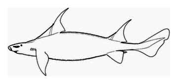 Oxynotus paradoxus.jpg